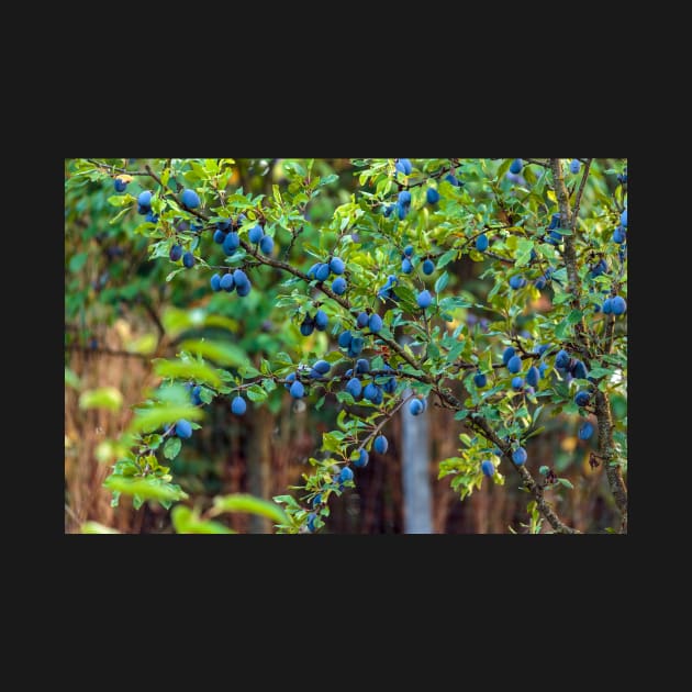 Plum tree in an orchard by naturalis