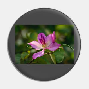 Orchid Tree Bloom Pin