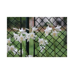 Beautiful white flowers in front of garden fence T-Shirt