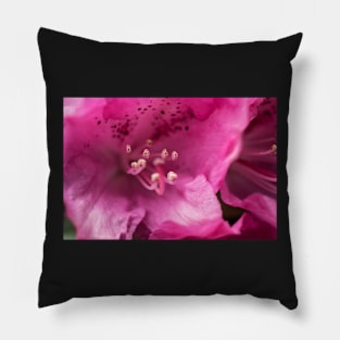 Pink flower close-up Pillow