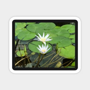 Blue Nile Waterlilies Magnet