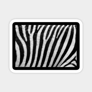 Zebra Stripes Magnet