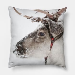 Reindeer with antlers in snow Pillow