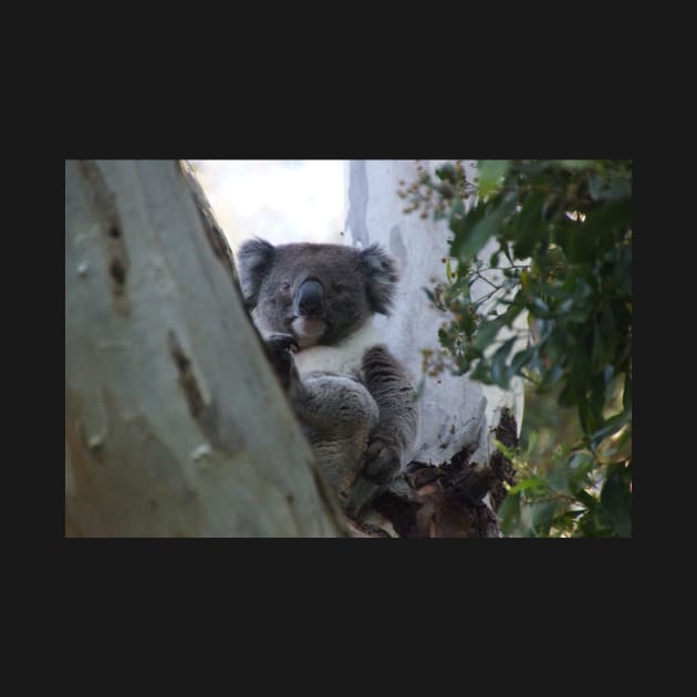 Koala - Magpie Springs - Fleurieu Peninsula - Australia by MagpieSprings