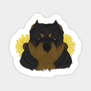 Black Tan American Bully with Sunflowers Magnet