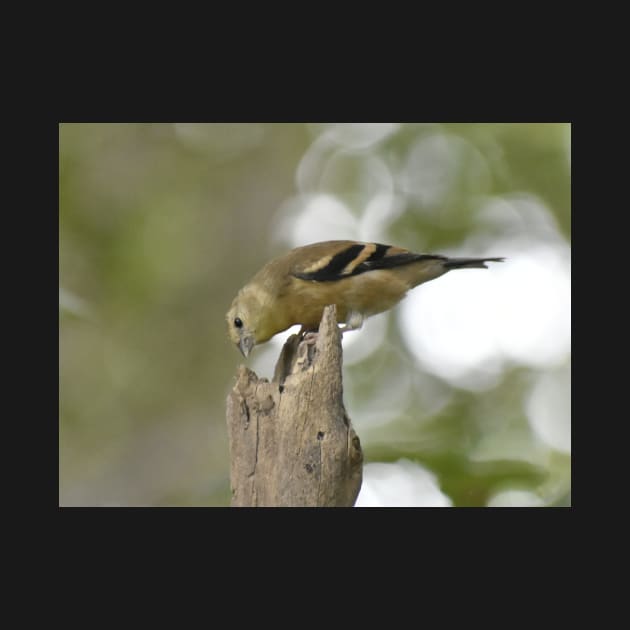 American Goldfinch Fledgling by ToniaDelozier