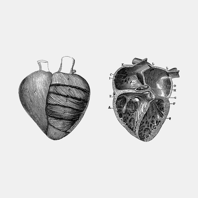 Heart Diagram - Dual View - Vintage Anatomy by Vintage Anatomy Prints