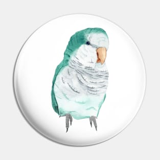 Conure veuve bleu perruche moine souris quaker aquarelle Pin