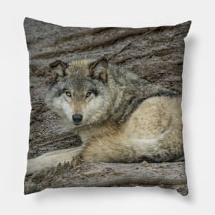 Gray Wolf Laying Down Pillow