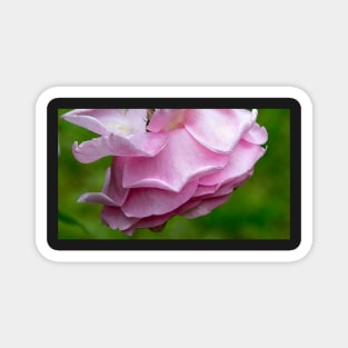 Fading Pink Rose Magnet