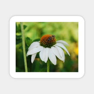 Echinacea Purpurea with Bee Magnet