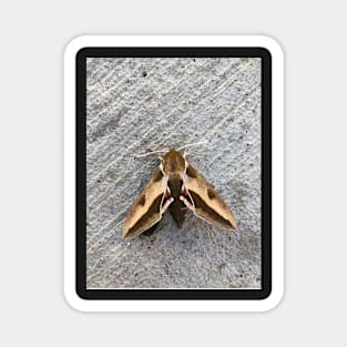 Moth Magnet