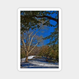 USA. New York. Central Park. The First Snow. Magnet