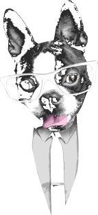 Mr. Boston Terrier Magnet