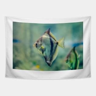 African moony swimming in glass fish tank Tapestry