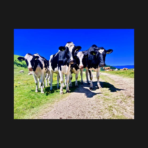 Cows on the Alm by Sturmlechner