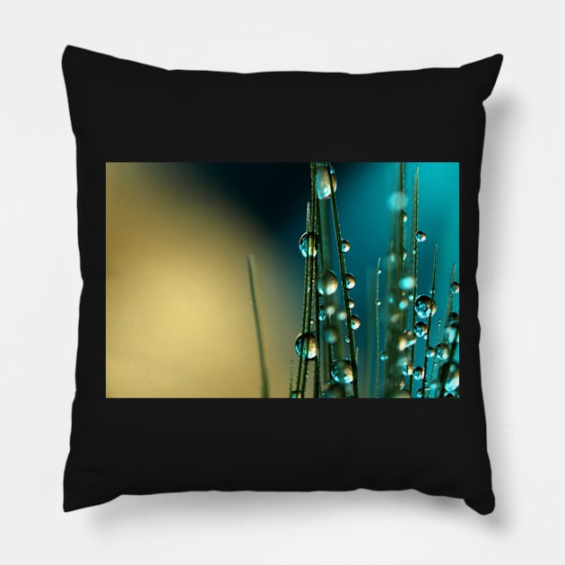 Grass Seed with blue Pillow by SharonJ