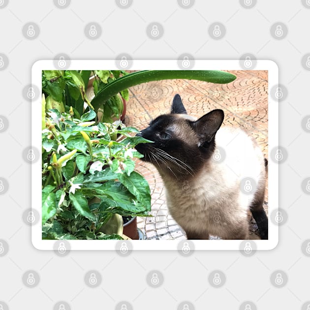 Vegan Siamese cat Magnet by Khala