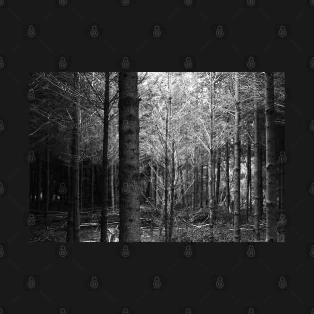 forest in black and white by Chigurena