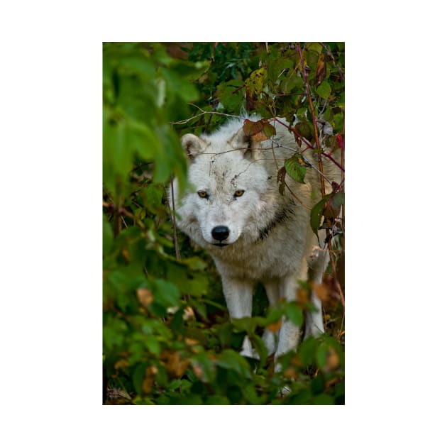 Arctic Wolf by jaydee1400