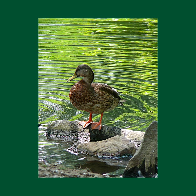 Birds - Duck on Rocks by SusanSavad