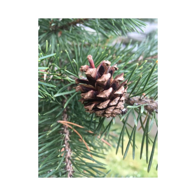 Pine Cone by Amanda1775