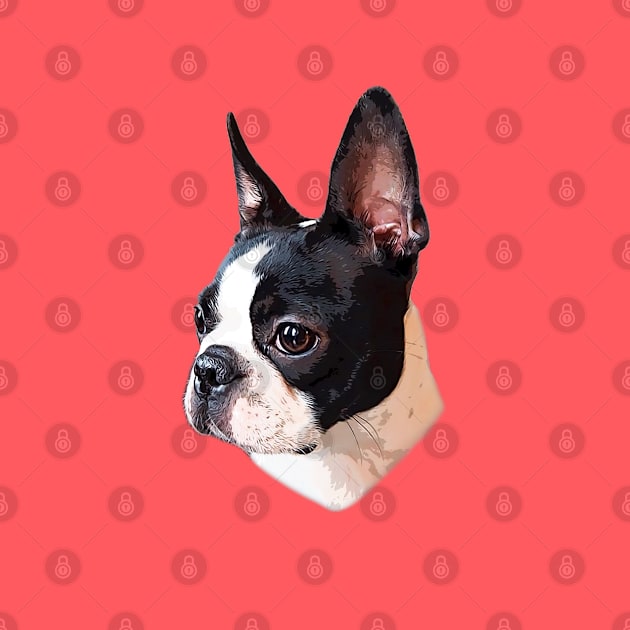 Boston Terrier by ElegantCat