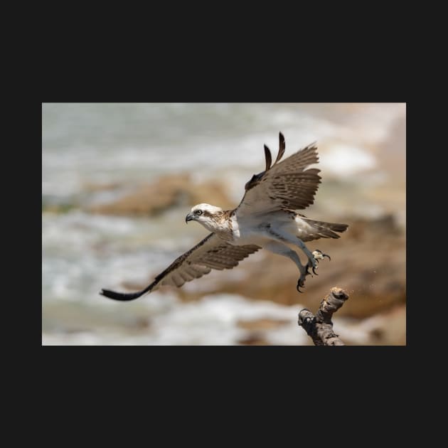 Osprey Takes Flight, Sunshine Coast by AndrewGoodall