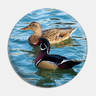 Wood Duck and a Mallard Duck Swimming Together Pin