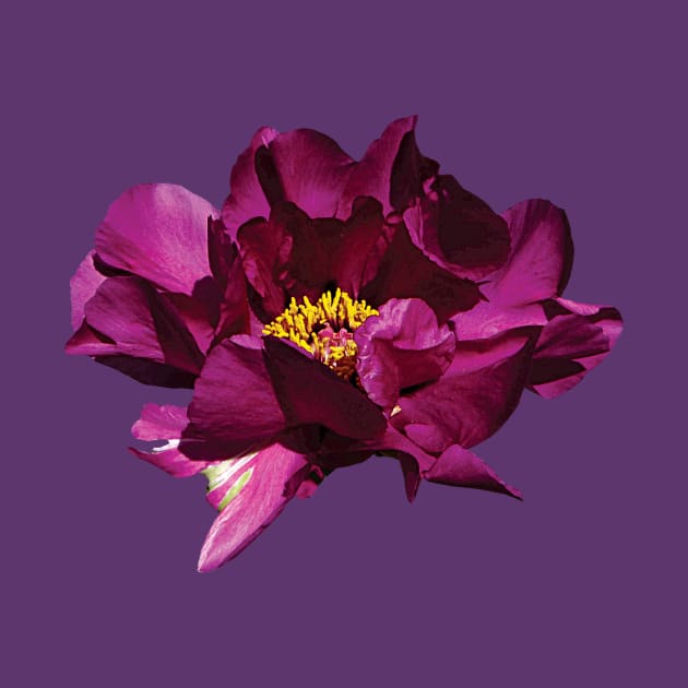 Peonies - Magenta Peony by SusanSavad