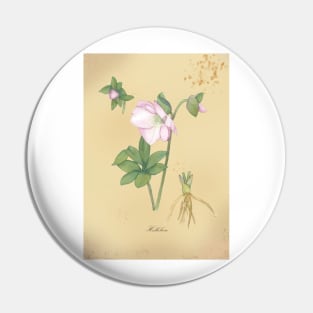 Hellebore, watercolor painting Pin