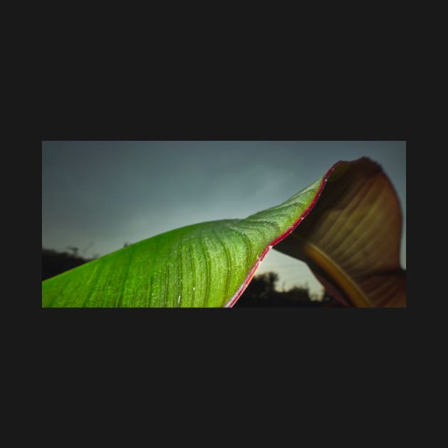 Red Banana Leaf by richard49