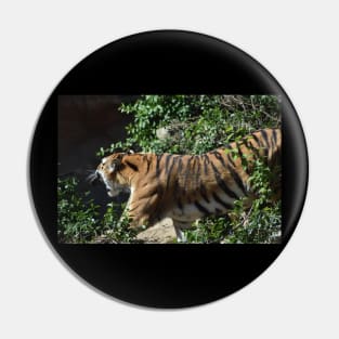 Roaring Tiger Pin