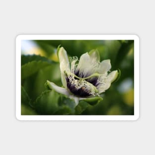 Passion Flower Budding Closeup Magnet