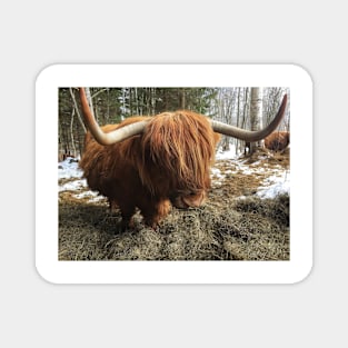 Scottish Highland Cattle Cow 1968 Magnet