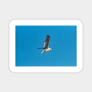 Hovering Larus Californicus 4 Magnet