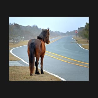 Assateague Pony Looking Down the Road T-Shirt