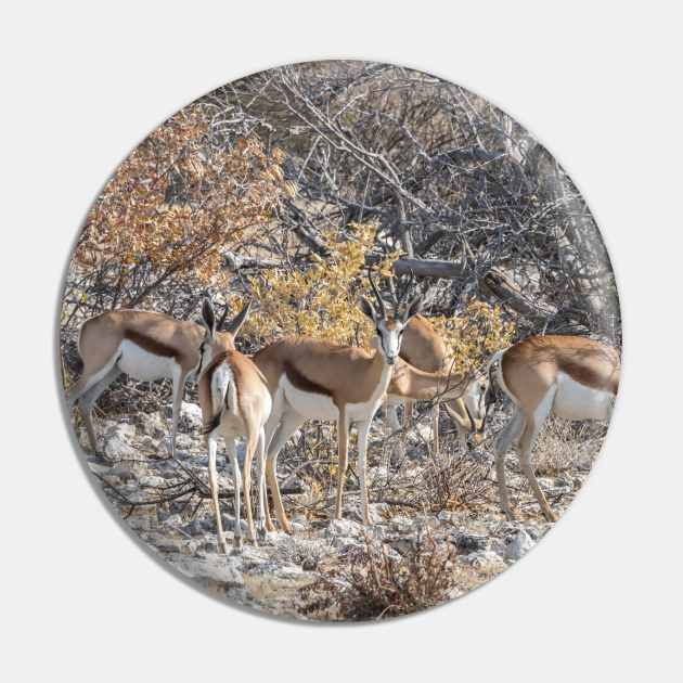 Namibia. Etosha National Park. Springboks. Pin by vadim19