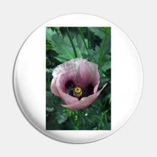 Pink Poppy Pin