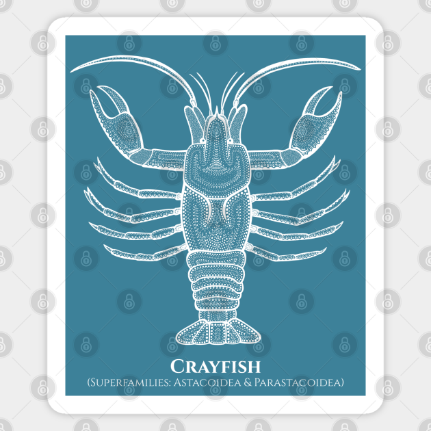 Crayfish with Common and Scientific Names - animal drawing