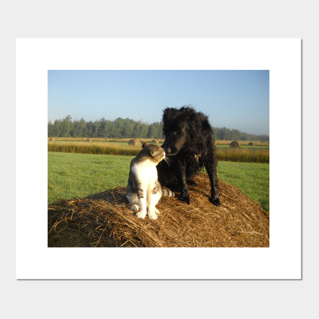 Best Buddies Dog And Cat Cat And Dog Posters And Art Prints
