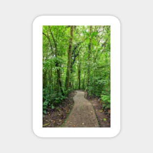 Path in Monteverde cloud forest Costa Rica Magnet