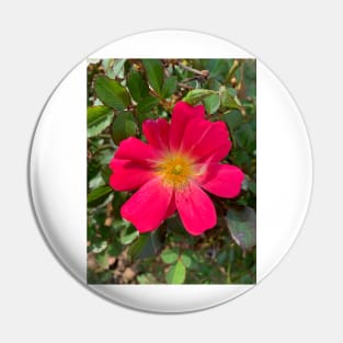 Pink rose flower Pin