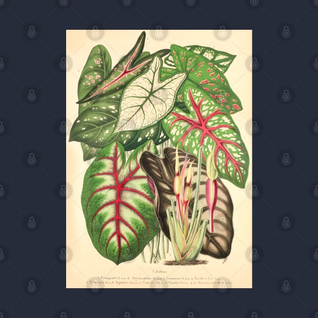 Assorted Caladium and Alocasia - Belgique horticole - Botanical Illustration by chimakingthings