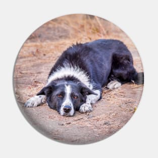 Cute Border Collie Lying on Ground Pin