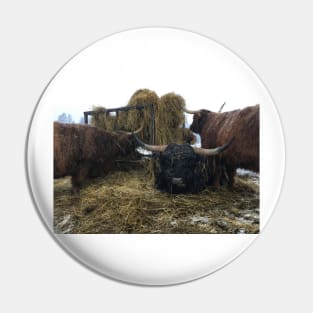 Scottish Highland Cattle Cows and Bull 2181 Pin