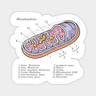 Mitochondrion Cell Biology Diagram Magnet