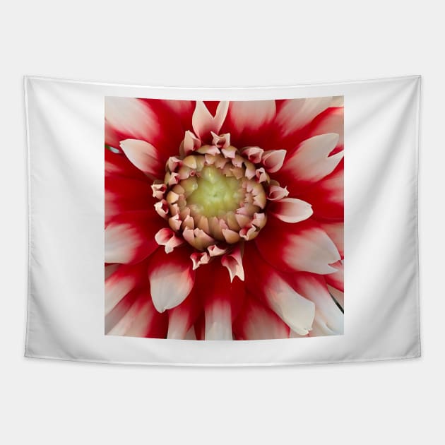 Macro Red And White Dahlia Bloom Tapestry by KirtTisdale