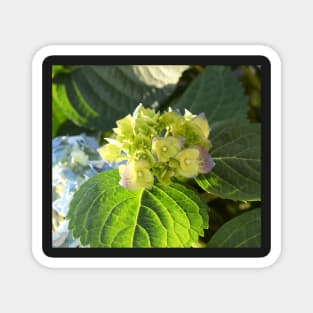 Hortensia flowers photo Magnet