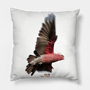 Galah_01C Pillow